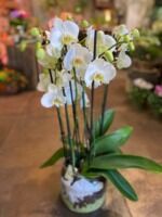 Divine pureté seule