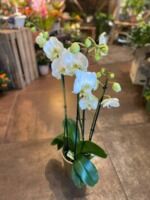 Divine pureté seule