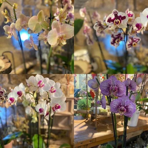 L'orchidée de Julie