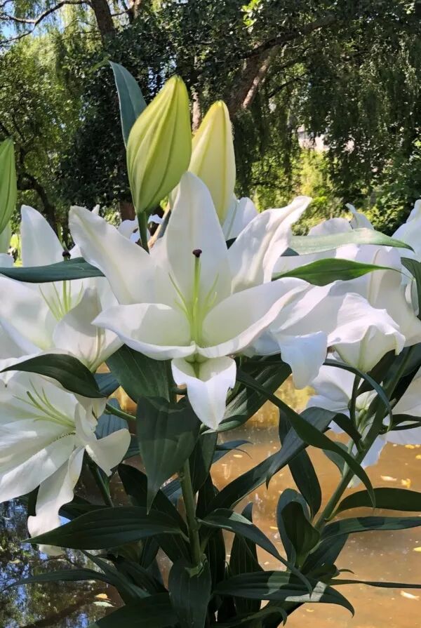 Le bouquet de senteurs