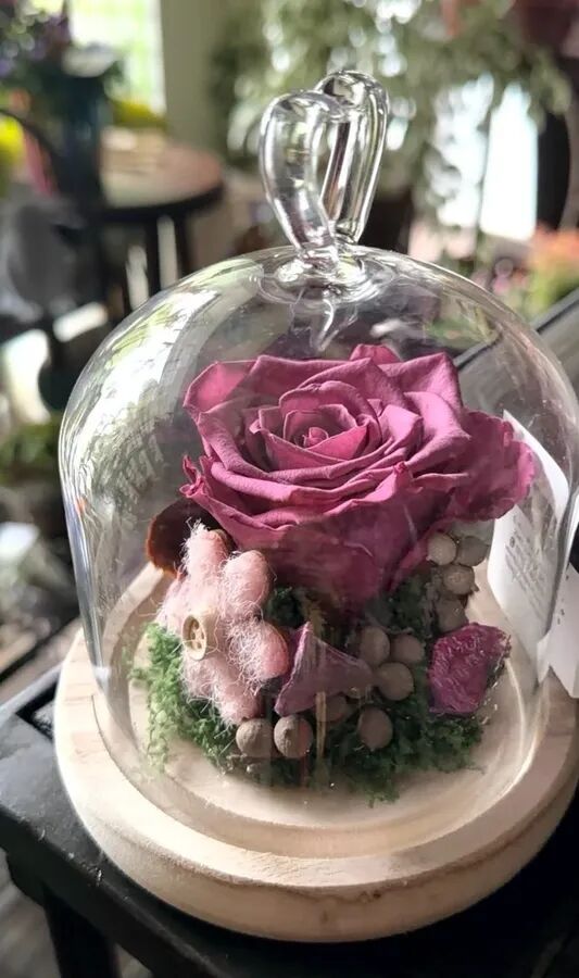 Rose rose éternelle et son écrin de verre
