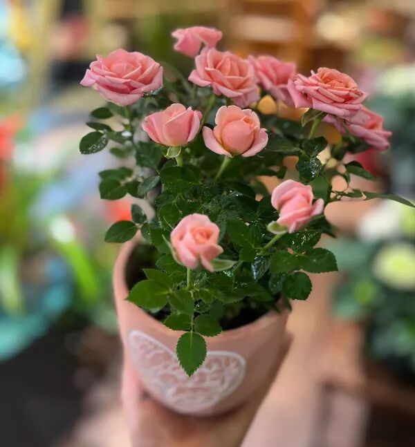 Rosier d'amour