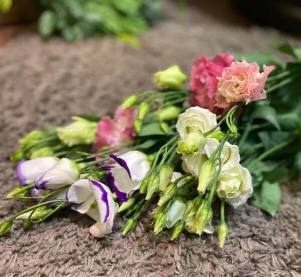 Lisianthus attitude