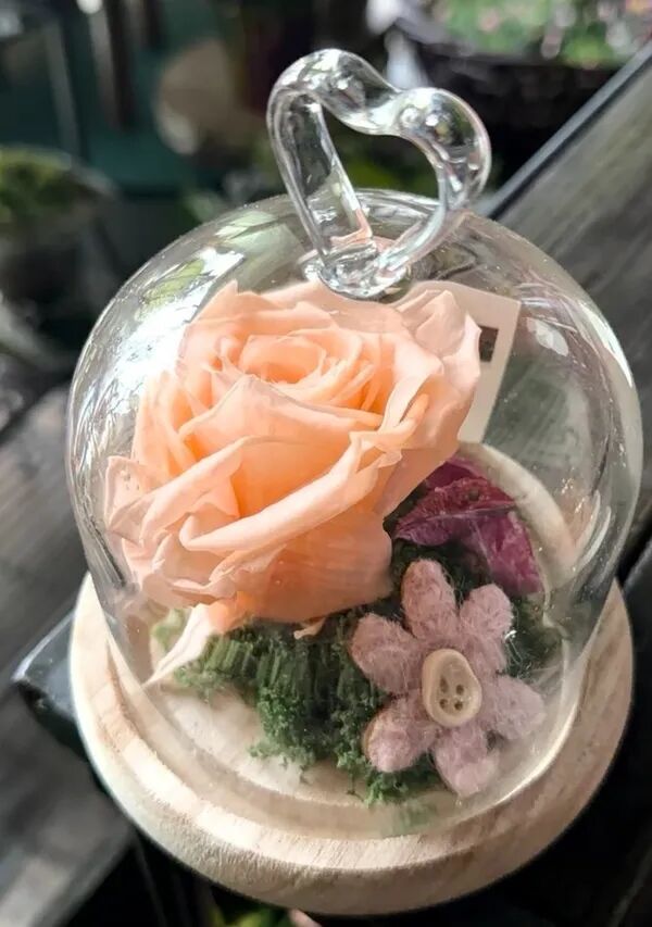 Rose saumon éternelle et son écrin de verre