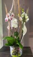L'orchidée de la fleuriste seule
